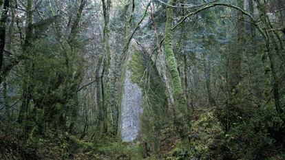 Una de las fotografías de la exposición 'A grove of trees from a point of view'.