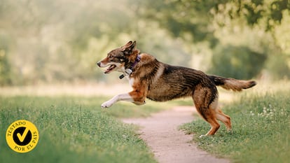 Un perro con collar corriendo