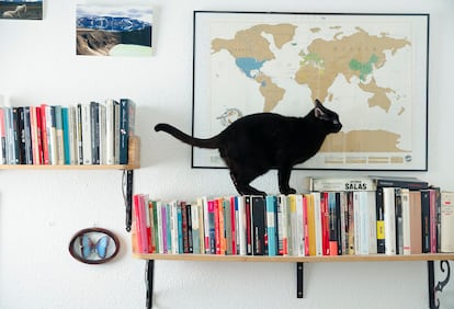 El gato Paul Auster, sobre una balda con libros en casa de Alicia de la Fuente. 