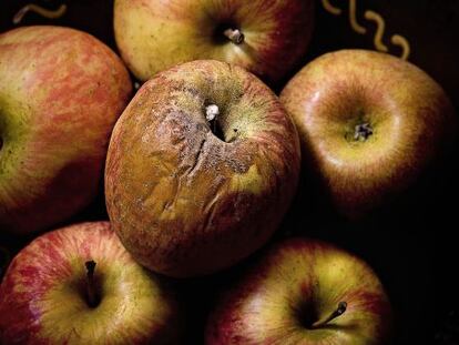 Una cesta de manzanas con una estropeada.