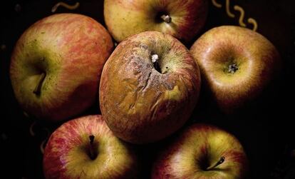 Una cesta de manzanas con una estropeada.