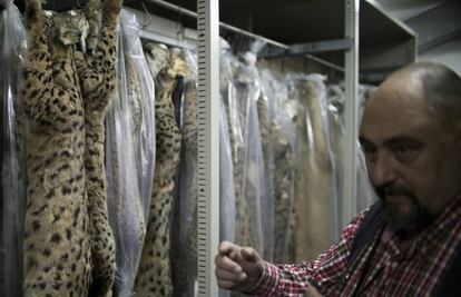 Carlos Urdiales, junto a la colección de linces ibéricos.