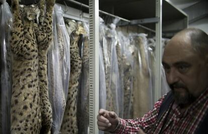 Carlos Urdiales, junto a la colección de linces ibéricos.
 