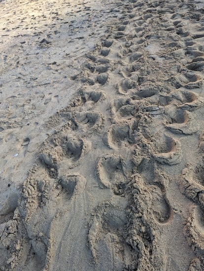 Huellas de la tortuga en la playa de Mallorca. 