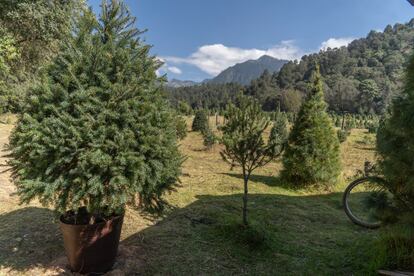 Árboles de navidad en maceta en el Bosque Esmeralda es una empresa social comunitaria al interior del ejido Emiliano Zapata.