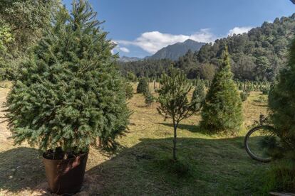 Árboles de navidad en maceta en el  Bosque Esmeralda es una empresa social comunitaria al interior del ejido Emiliano Zapata.