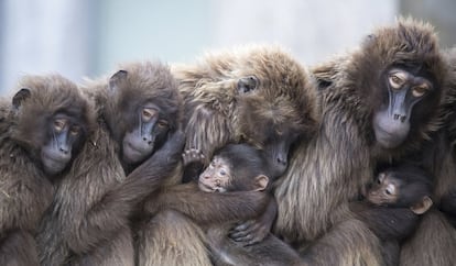 Un grupo de hembras de mandriles Gelada, también conocidas como babuinos de corazón sangrante, se acurrucan con sus crías para mantenerse calientes en el zoológico de Wilhelma en Stuttgart (Alemania).