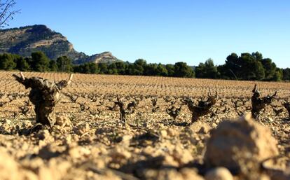 Viñedo Casa Marta de Bodegas Castaño, en Yecla (Murcia).