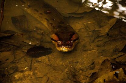 Una anaconda reposa dentro del agua en un sendero que recorre el Parque Nacional Yasuní. 