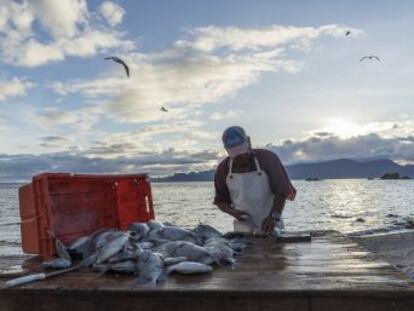 Una decena de pequeñas comunidades de Baja California Sur se unió para combatir la sobrepesca y creó en 2012 las primeras zonas de refugio de México. Ahora la cantidad de peces ha aumentado un 30% allí