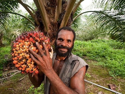 ¿Es posible un aceite de palma ético y sostenible?