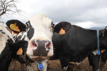 Una vaca de Cal Roger, bastante sorprendida