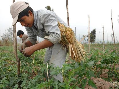 Productores trabajan en el cultivo de fresas en la provincia de Tucumán.