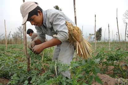 Productores trabajan en el cultivo de fresas en la provincia de Tucumán.