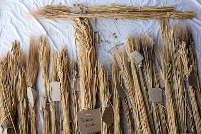 Variedades de trigo de Harinas de Ronda.