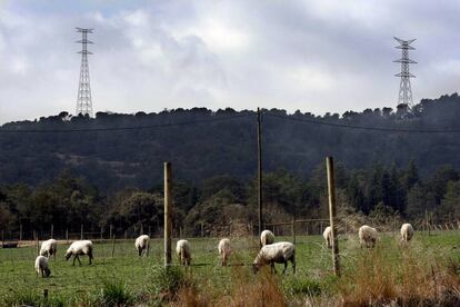 Un ramat d'ovelles a Sant Julià de Vilatorta.