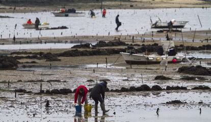 Mariscadores en un arenal de Carril, el pasado diciembre