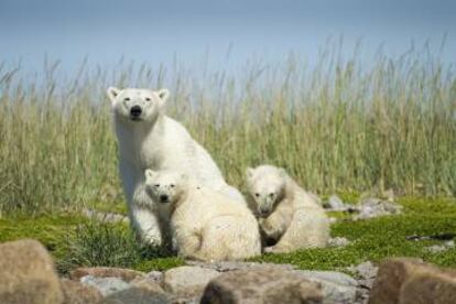 Osos polares en la bahía de Hudson, en Manitoba (Canadá).