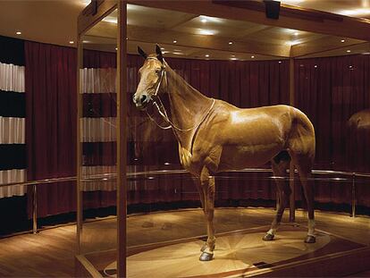 <i>Phar Lap</i>, expuesto en una urna de cristal en un museo de Melbourne.