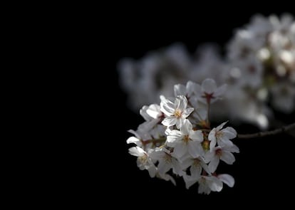 Las flores de cerezo vistas en un parque en Tokio (Japón).