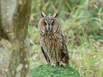 Ejemplar de búho chico (Asio octus), otra de las rapaces nocturnas que permanece estable.