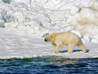 Un oso polar en Alaska el 14 de junio de 2014.