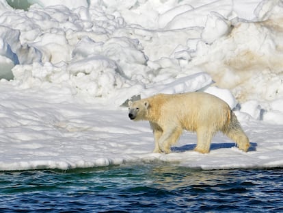 In this June 15, 2014, file photo released by the U.S. Geological Survey, a polar bear dries off after taking a swim in the Chukchi Sea in Alaska.