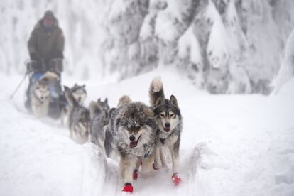 Un competidor monta su trineo tirado por perros durante la carrera de Sedivackuv el 25 de enero de 2019, en el pueblo de Destne, en las montañas Orlicke, en la República Checa.  