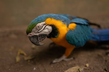 Chacho es un guacamayo azul y amarillo nacido en cautiverio que vivió 17 años con una familia humana antes de ser entregado al refugio. 