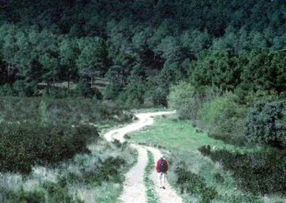 Camino hacia el pinar de Casasola.