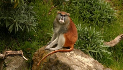 Un ejemplar de mono patas.