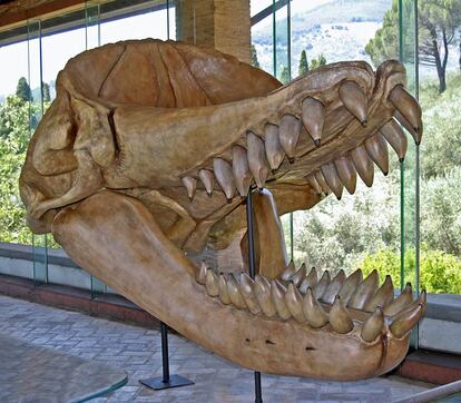 Reconstrucción del cráneo del 'Leviathan melvillei'.