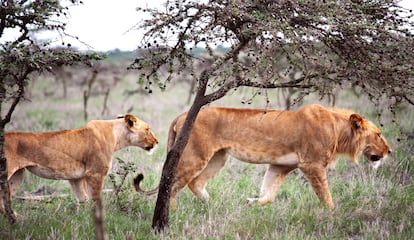 Leones