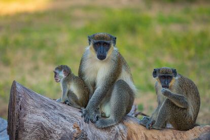 Una familia de monos en el Bijilo Forest Park, en Gambia.