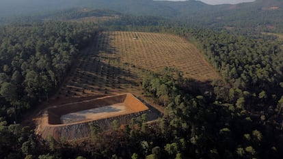 An avocado orchard during a drought in the mountains of Villa Madero (Michoacán), in April 2024. 