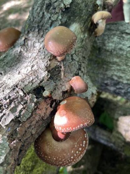 Hongos tapizando un árbol en el banco de cepas