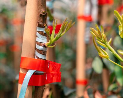 La planta puede tardar 10 meses en estar lista para trasplantarse