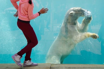 Una niña junto a un oso polar en el zoo de Mulhouse (Francia).