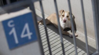 Un perro en un Centro de Protección Animal de Madrid.