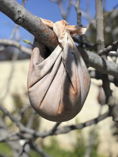 Envuelta en tela y colgada de una rama de higuera, la arcilla húmeda pierde el exceso de agua para conseguir la consistencia y textura idóneas para trabajarla.