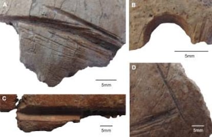 Los fragmentos de cráneos con cortes y agujeros