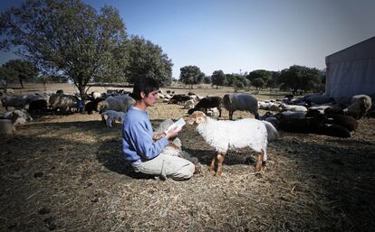 Julia Ábalos lee un libro junto al rebaño de ovejas de 400 cabezas, en la Casa de Campo de Madrid. Trabaja para Álvaro Martín, una cooperativa de Puebla de la Sierra (Madrid), que paga 6.000 euros al Ayuntamiento de Madrid por dos temporadas de pastos.