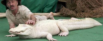 El caimán albino, con su cuidador