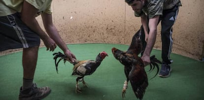 Entrenamiento de gallos de pelea en Gáldar, al norte de Gran Canaria.