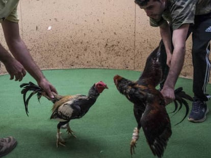 Entrenamiento de gallos de pelea en Gáldar, al norte de Gran Canaria.