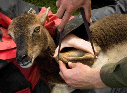 Los científicos foman medidas a un ejemplar de <i>Ovis aries</i>