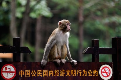 Un macaco juega en la valla del parque nacional de Zhangjiajie, un popular destino turístico de la provincia china de Hunan.