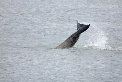 Se ha ideado un plan para guiar a la orca a la deriva en el río Sena de Francia de vuelta al mar, utilizando sonidos de orca, según informaron las autoridades locales.