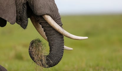 An elephant grazes in the open field within the Amboseli National Park, southeast of Kenya's capital Nairobi, April 25, 2016. REUTERS/Thomas Mukoya