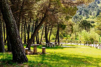 Área recreativa de los Quejigales en la Sierra de las Nieves, Málaga. 